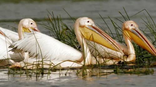 Guardians of the River: Danube Floodplain Forests