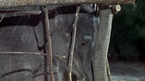 Flipper and the Elephant (1)