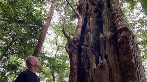 KUMANO: Spirit of the Forest