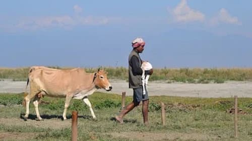 India's Realm of Big Animals