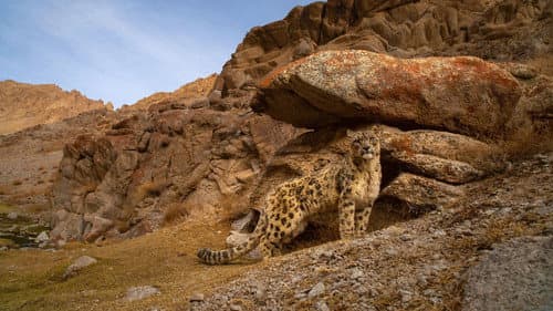 Big Cat Kingdom