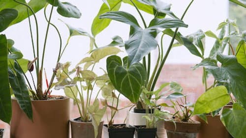 Houseplants