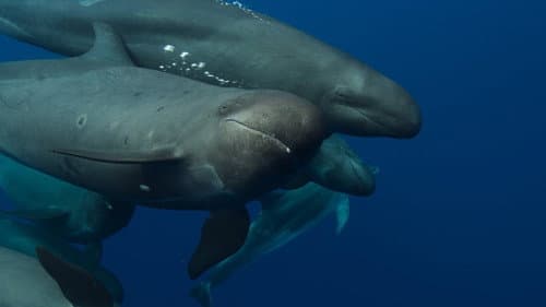 Ocean Survivors