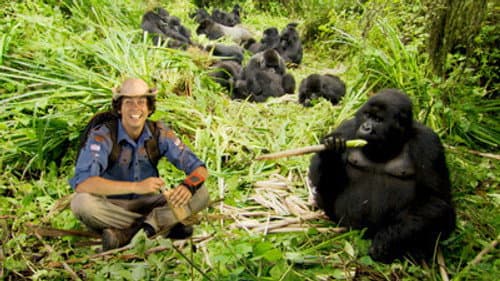 Mountain Gorillas