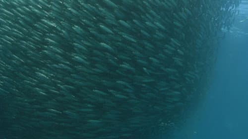 Predator Swarm