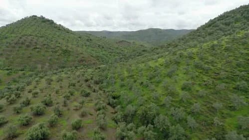 Tiny Forests: Mediterranean Olive Woods