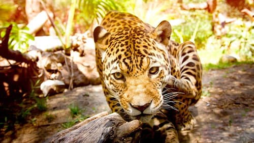Big Cats
