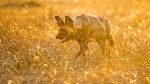 Living with Predators (Conservation)