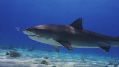 Shark Nation