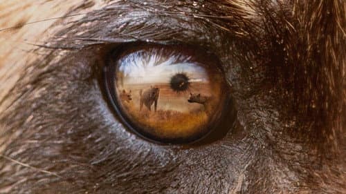 Wild Dogs