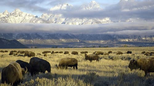 Yellowstone