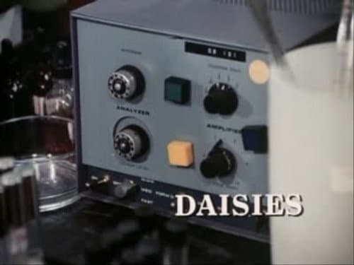 Daisies