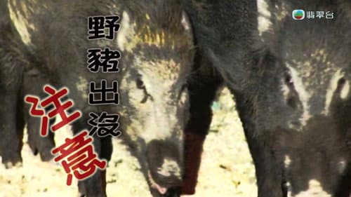 Episode 251