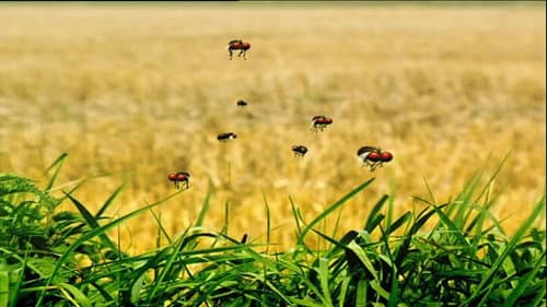 Horsefly