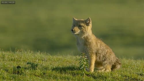 Surviving the Ancient Grasslands