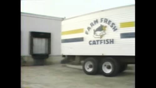 Catfish Fever